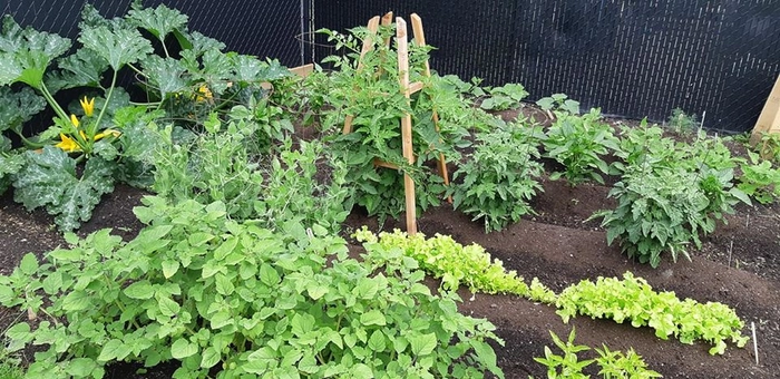 Do you know how to plant cabbage?