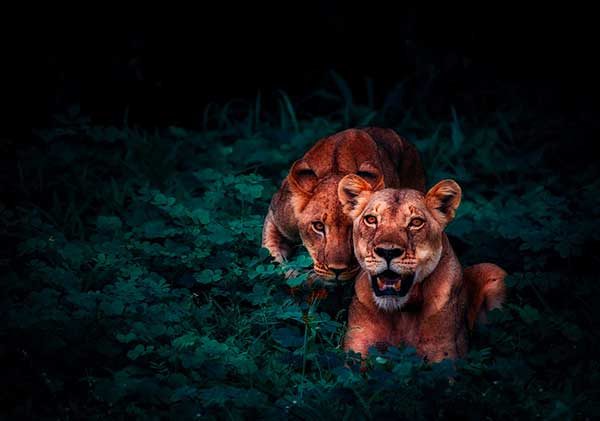 Moms' group or a den of lionesses?