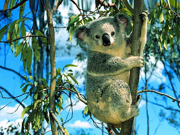 My Baby Koala