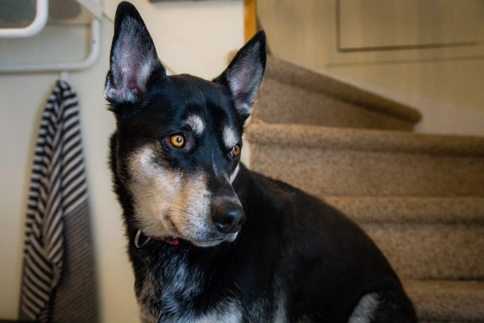 My best friend is a dog