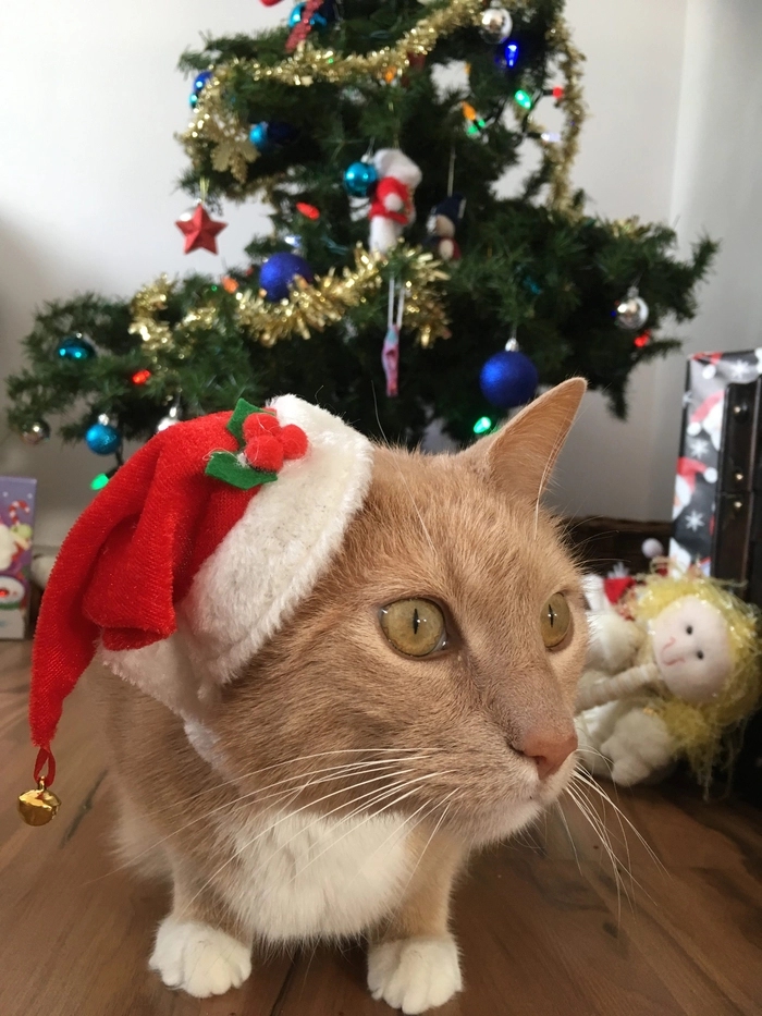 The Christmas Craze