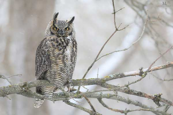 The Night Bird
