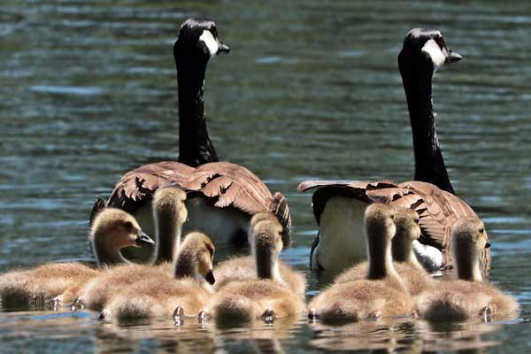 You, the mom of a large family